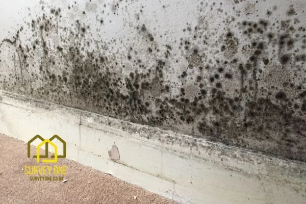 What’s the First Step to Take When You Notice Damp on a Party Wall Stoke-on-Trent?